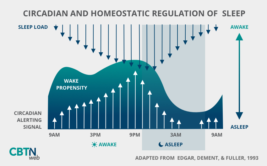 Circadian and Homeostatic Regulation of Sleep
